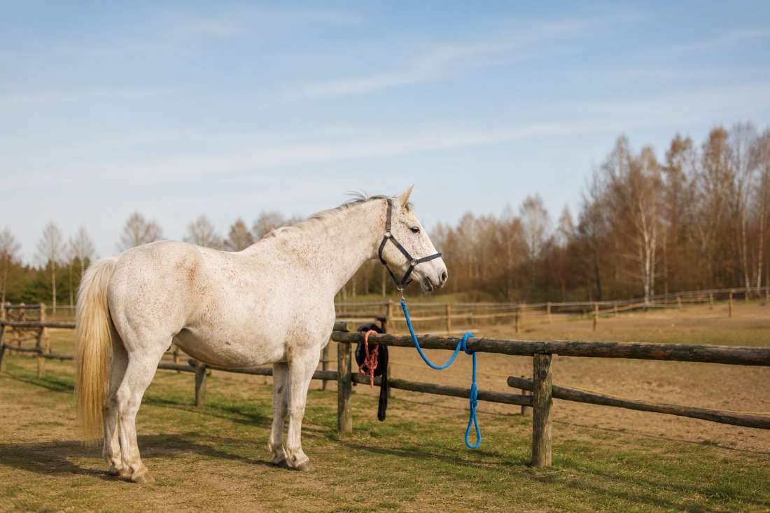 Horses that Lean or Pull on the Tie: Causes & How to Fix