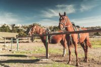 How Far Can a Horse Travel in a Day? Riding, Endurance & Transport