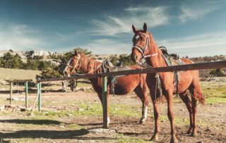 how-far-can-horses-travel-in-a-day