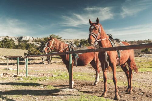how-far-can-horses-travel-in-a-day