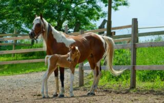 how-to-choose-a-horse-breeder