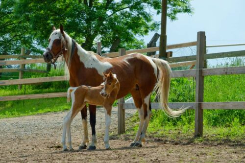 how-to-choose-a-horse-breeder