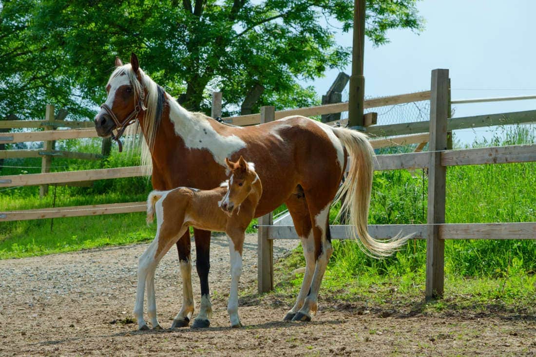 How to Choose a Horse Breeder: What Buyers Should Know