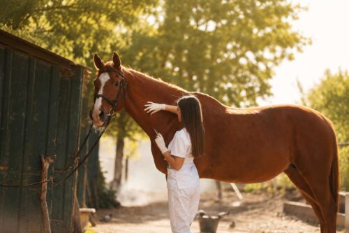 How to Give Your Horse a Shot: A Veterinarian’s Guide to Injections