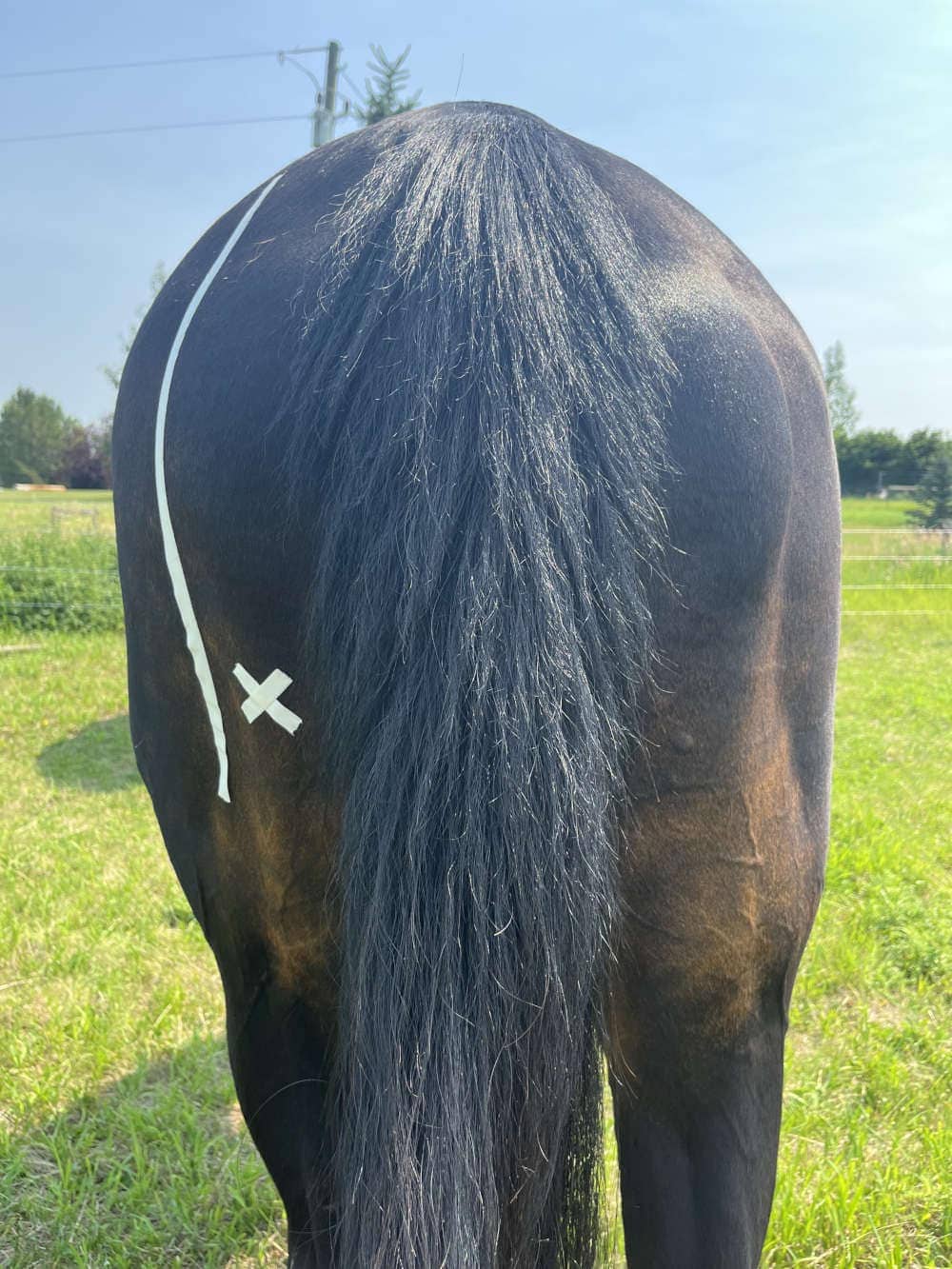 hamstring landmarking for a horse injection