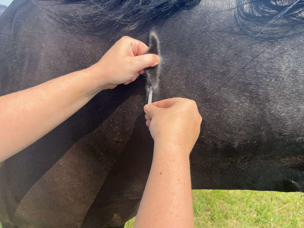inserting the needle for a horse injection