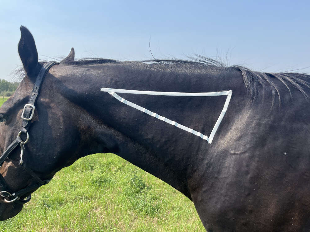 neck landmarking for a horse injection