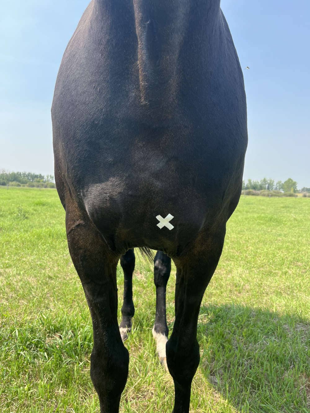 pectoral landmarking for a horse injection
