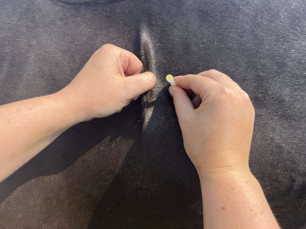 skin tenting for a horse injection