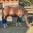 | Mad Barn USA