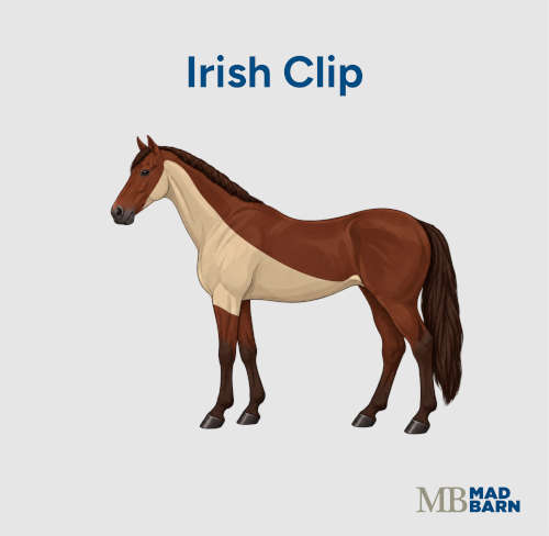 Irish clip on a horse