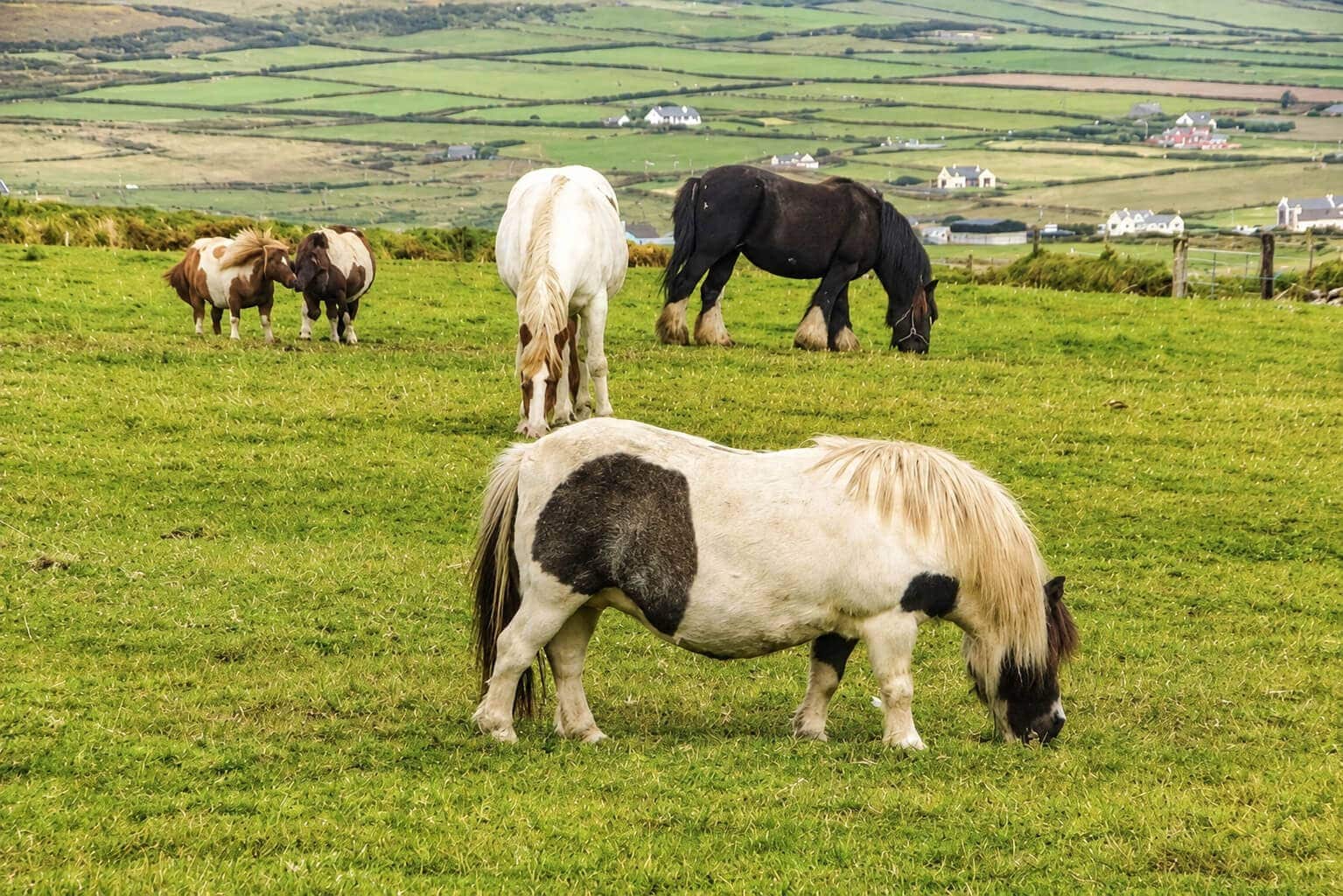 Kerry Bog pony
