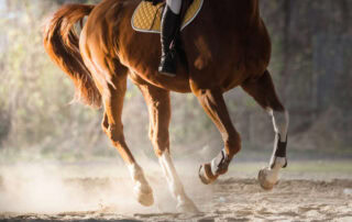 lead changes in horseback riding