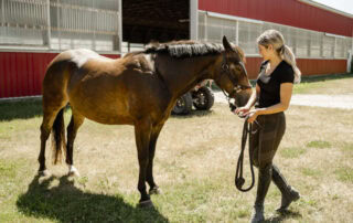 midazolam-for-horses