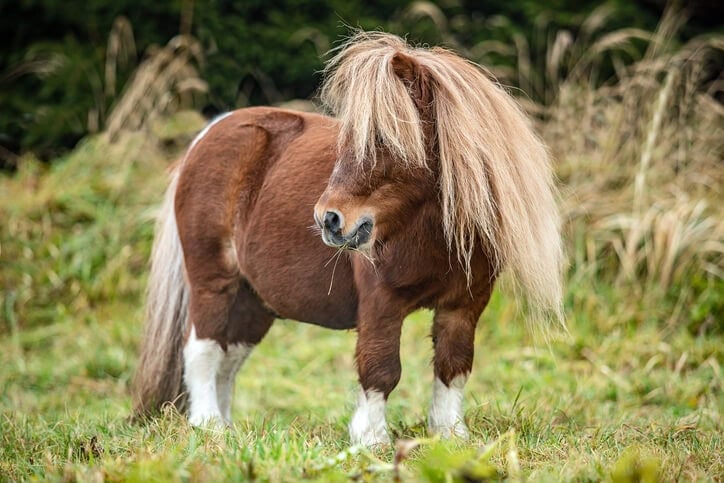 Miniature horse