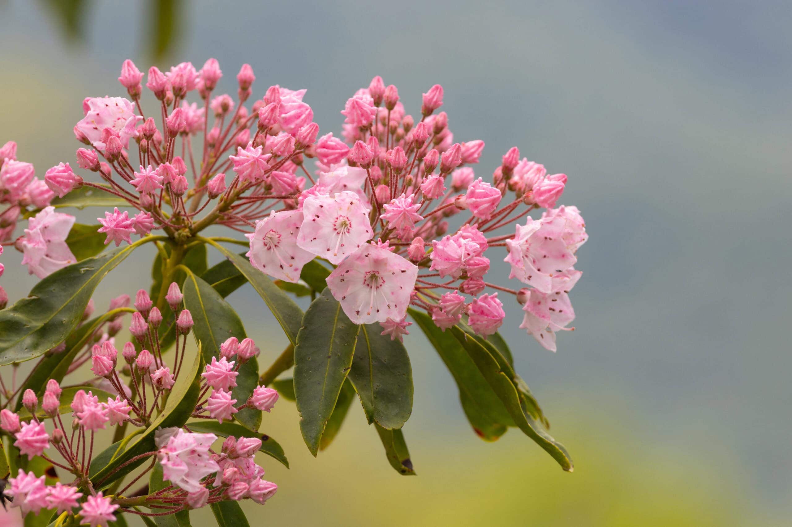 Mountain Laurel flowers