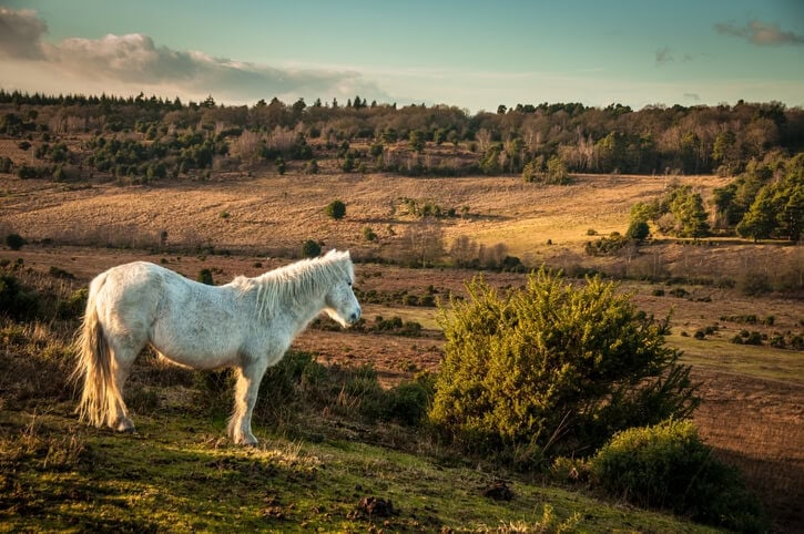New Forest pony