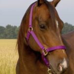 | Mad Barn USA