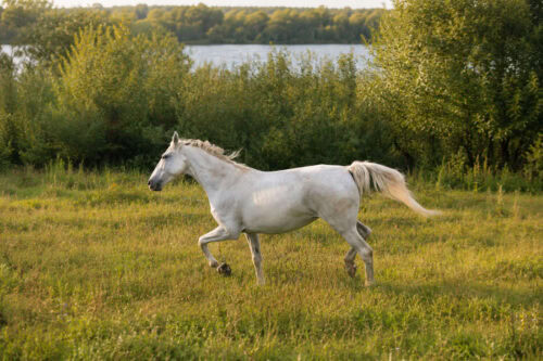 Pura Raza Española Horse Breed: Characteristics, Health & Nutrition