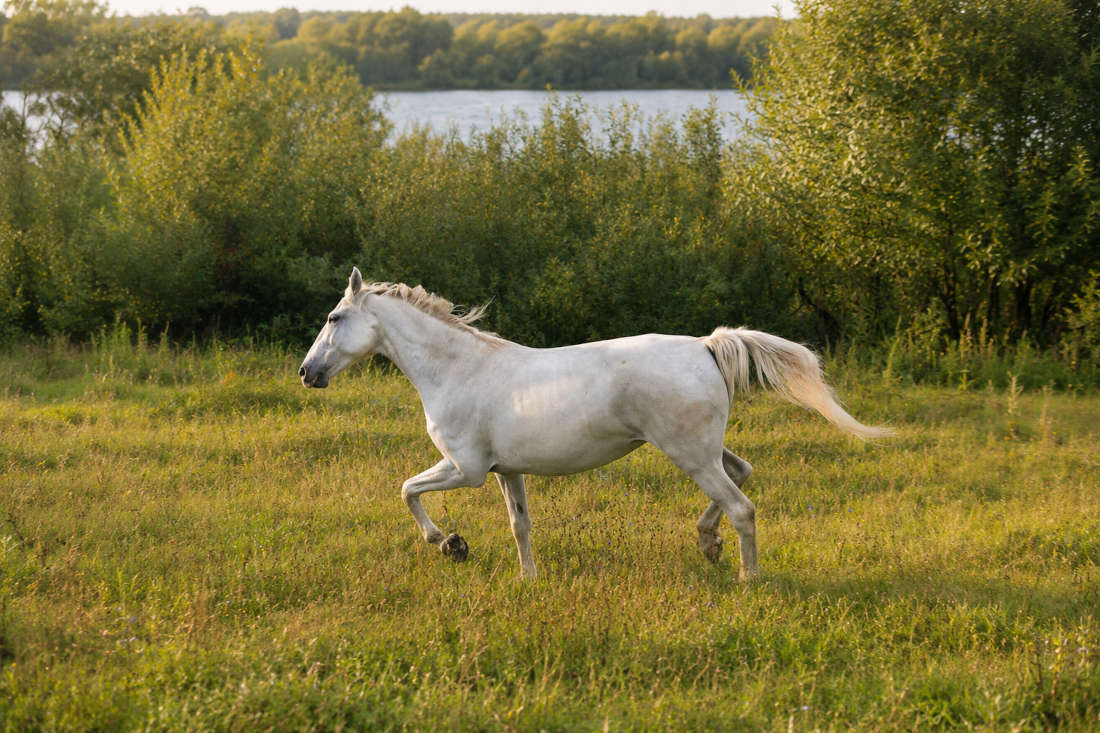 Pura Raza Española Horse Breed: Characteristics, Health & Nutrition