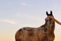 Reiki for Horses: Benefits, Safety, Evidence & What to Expect