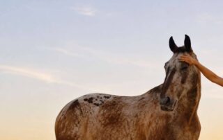 reiki-for-horses