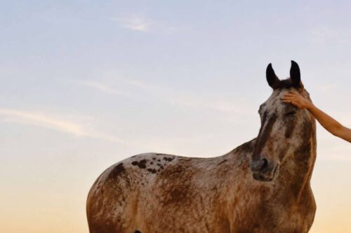 reiki-for-horses