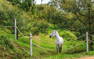 sago-palm-poisoning-in-horses