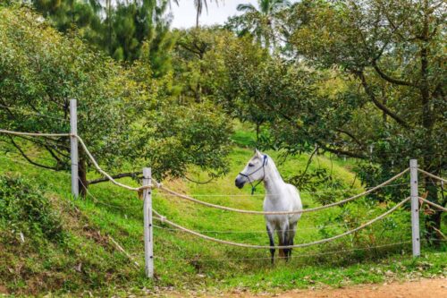 Sago Palm (Cycad) Poisoning in Horses: Symptoms, Treatment & Prevention