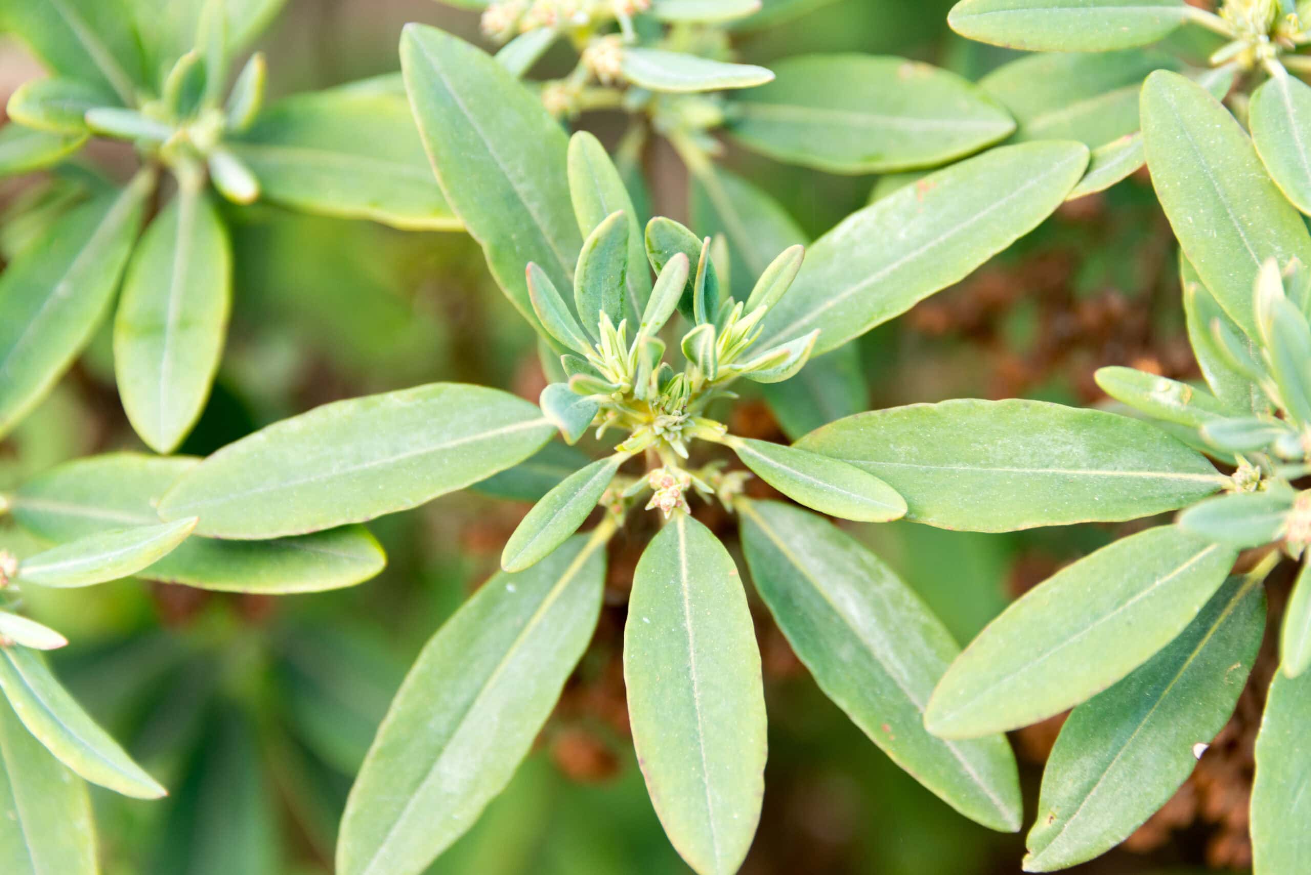 Sheep Laurel leaves