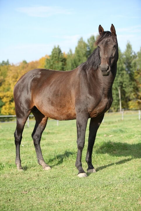 Warmblood horse