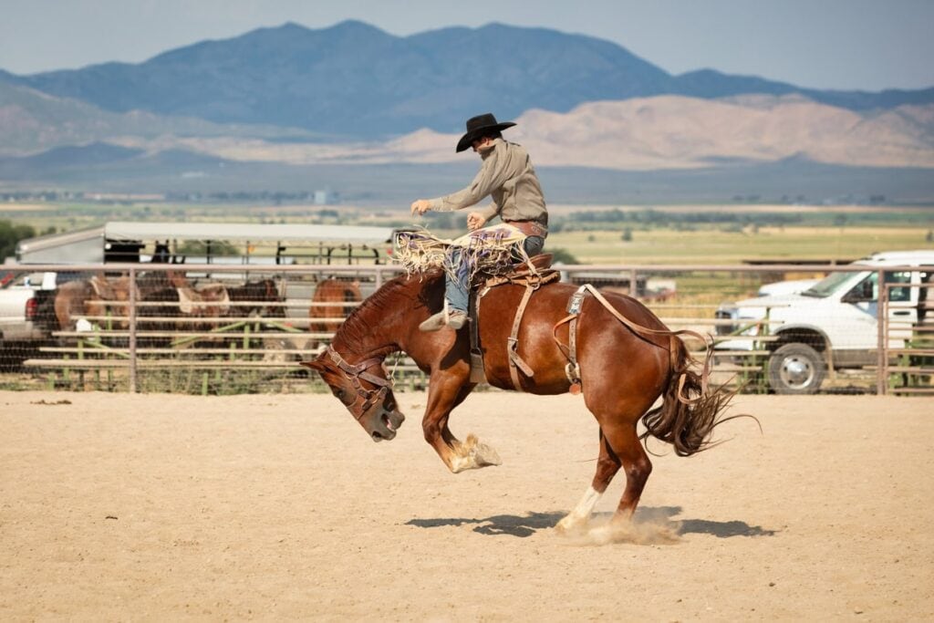 What Is a Bronco Horse and Why Do They Buck?