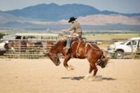 What Is a Bronco Horse and Why Do They Buck?