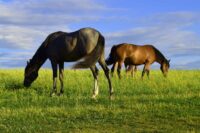 Adrenocorticotropic Hormone (ACTH) Testing in Horses: Veterinarian’s Guide to Diagnosing PPID