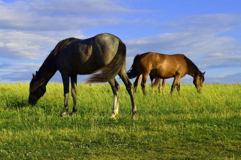 acth testing for horses