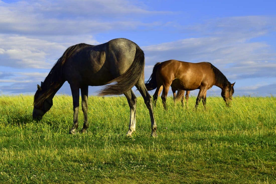 Adrenocorticotropic Hormone (ACTH) Testing in Horses: Veterinarian’s Guide to Diagnosing PPID