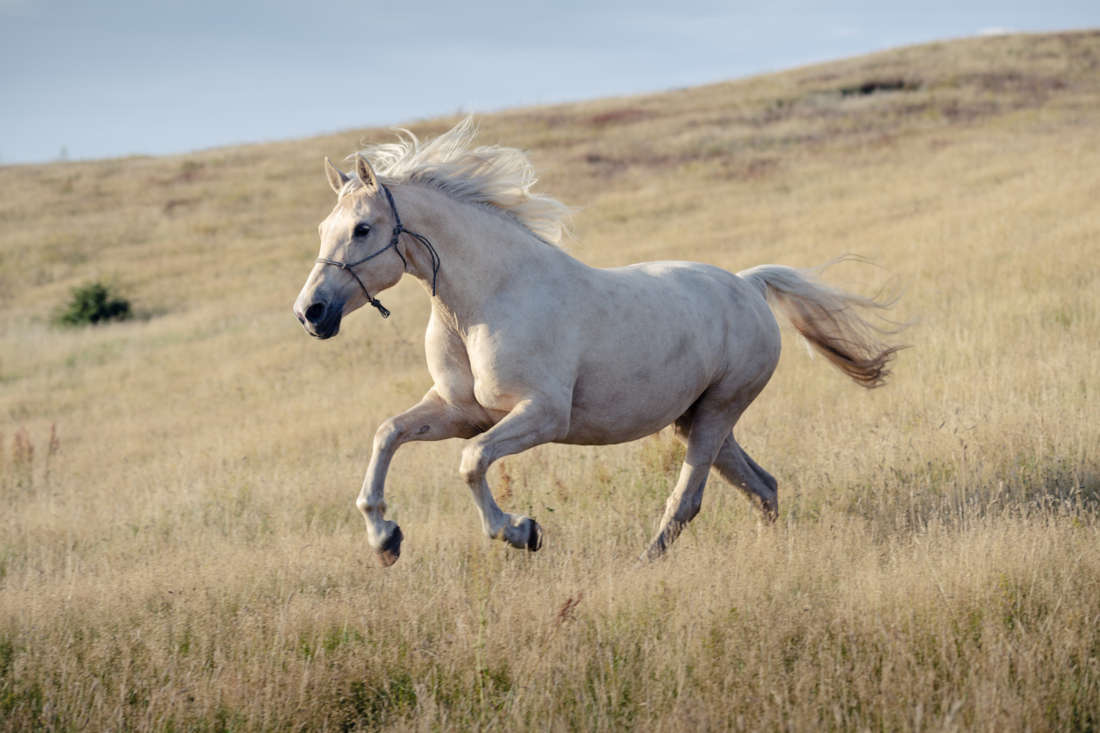 Buttress Foot in Horses: Signs, Diagnosis & Treatment