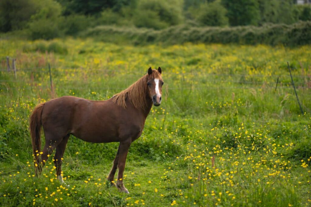 corns-in-horses
