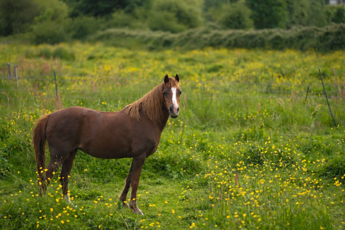 Corns in Horse Hooves: Signs, Diagnosis & Treatment