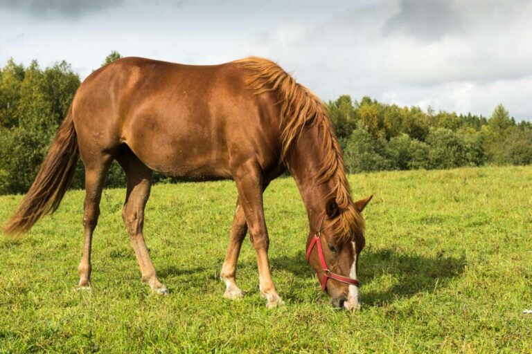 fentanyl-for-horses