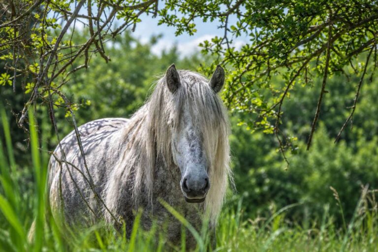 fiddleneck-poisoning-in-horses