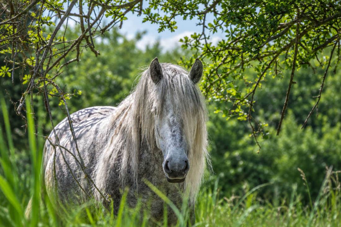 Fiddleneck Toxicosis in Horses: Signs, Treatment & Prevention
