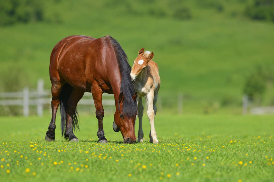 Foal Vaccination Schedule: A Veterinarian’s Guide to Immunization for Young Horses