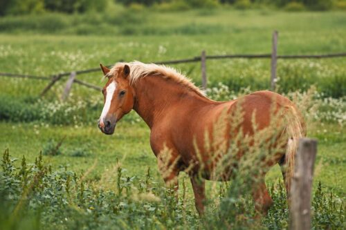 golden-chain-tree-poisoning-in-horses