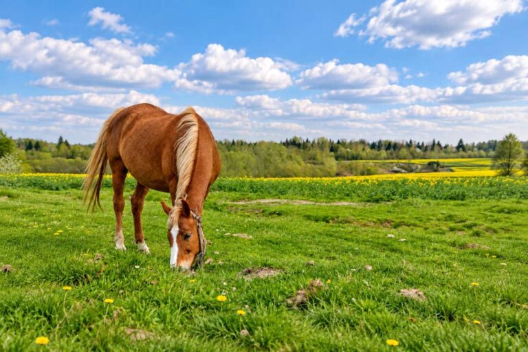 heliotrope-poisoning-in-horses