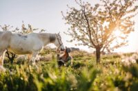 Hoary Alyssum Toxicosis in Horses: Risks, Symptoms & Treatment