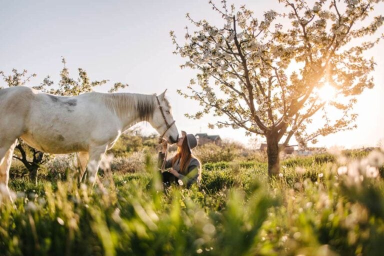 hoary-alyssum-poisoning-in-horses