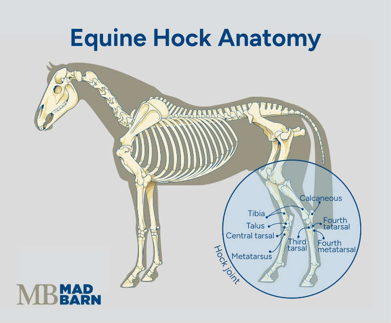 horse hock joint