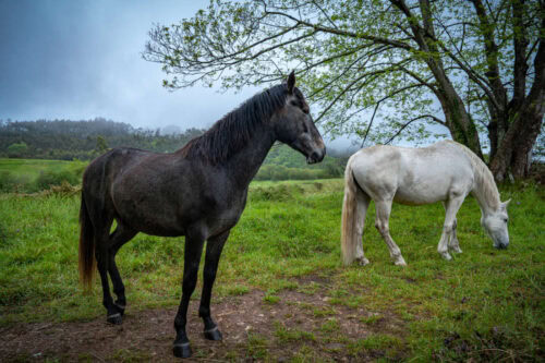 Buckeye (Horse Chestnut) Poisoning in Horses: Signs, Treatment & Prevention