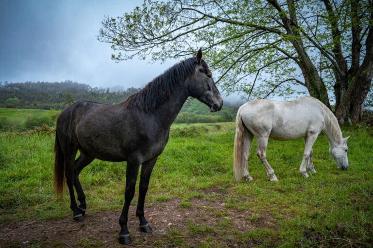 horse-chestnut-poisoning-in-horses